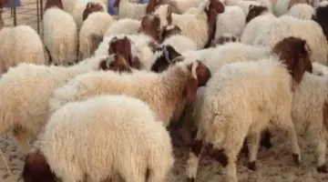 احجز أضحيتك الآن.. قائمة أسعار الأضاحي 2026 في 3 مؤسسات